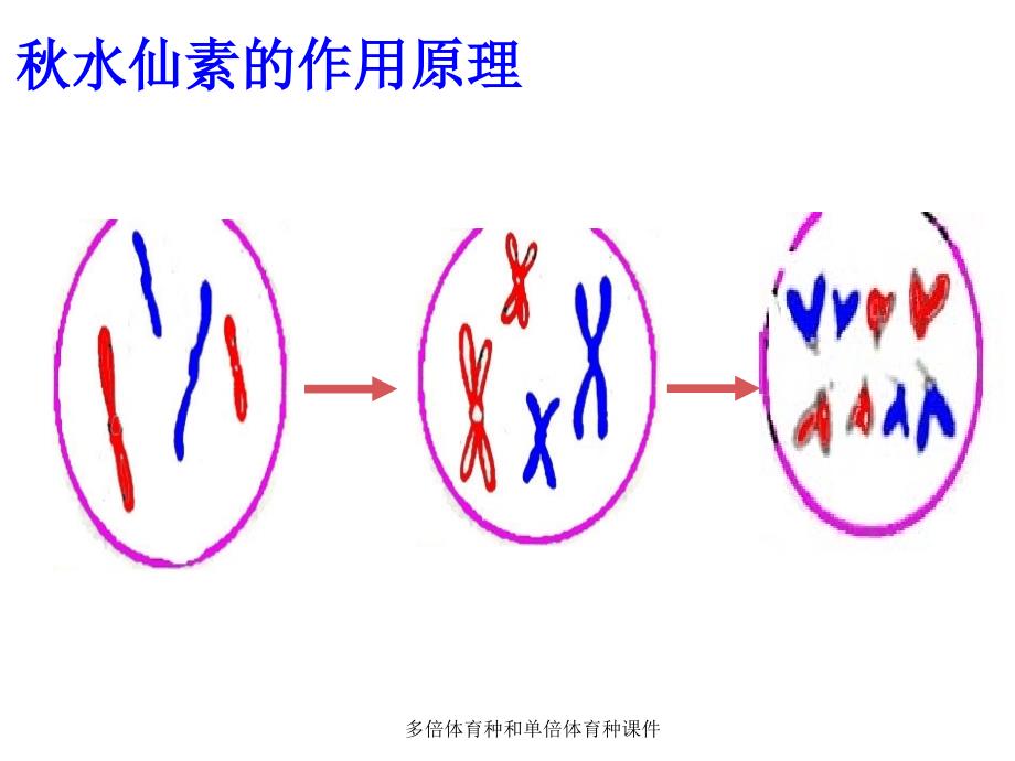 多倍体育种和单倍体育种课件_第4页