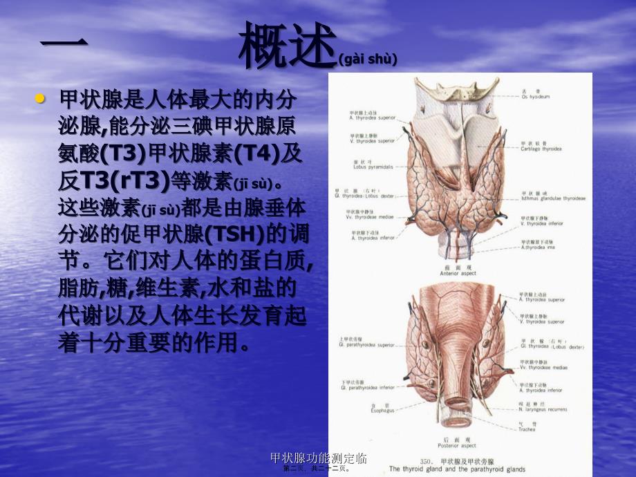 甲状腺功能测定临课件_第2页