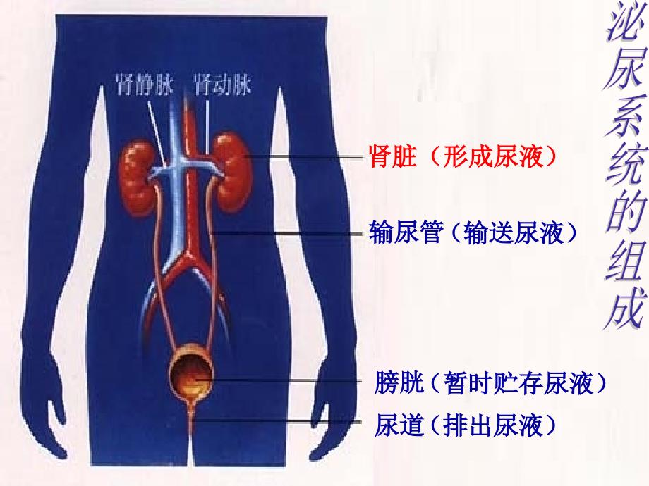 第一节尿的形成和排出_第3页