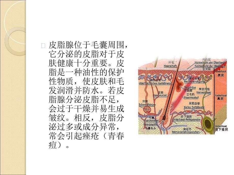 皮肤的结构与青春痘的关系_第5页