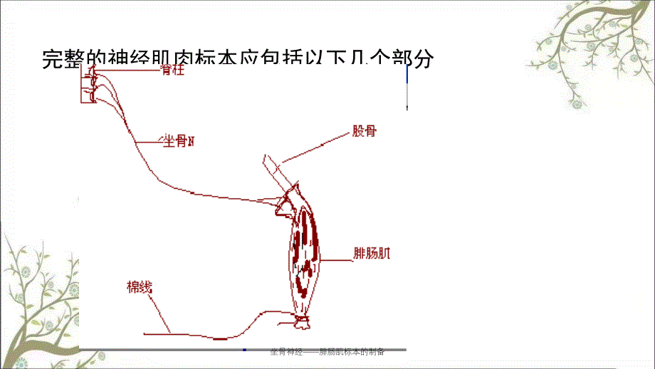 坐骨神经腓肠肌标本的制备_第3页