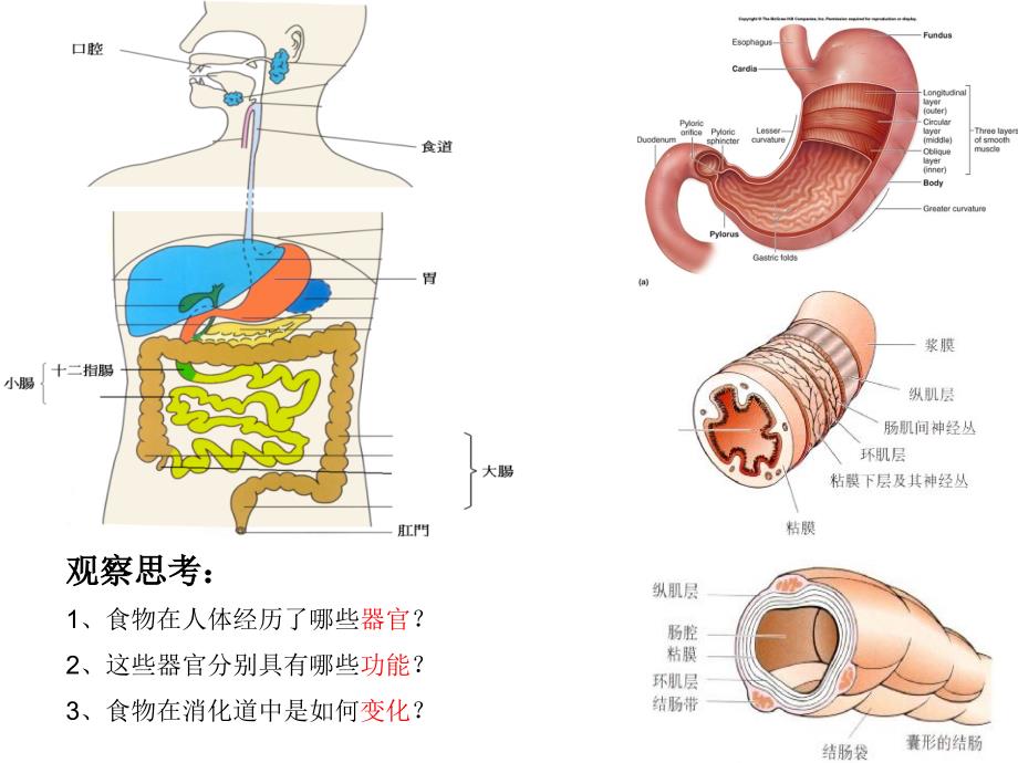 消化和吸收PPT公开课_第3页