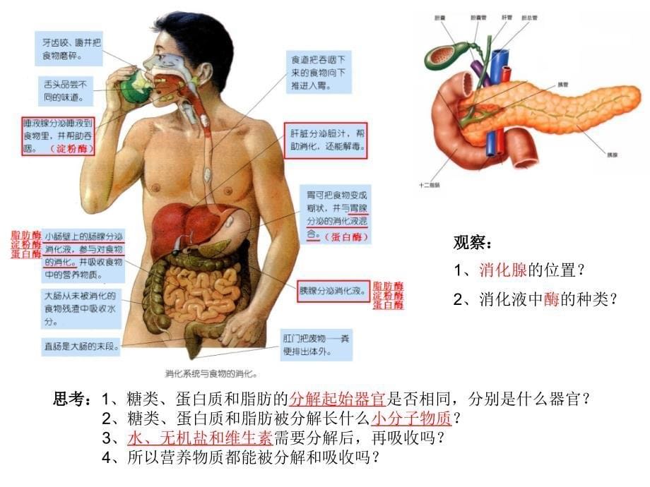 消化和吸收PPT公开课_第5页