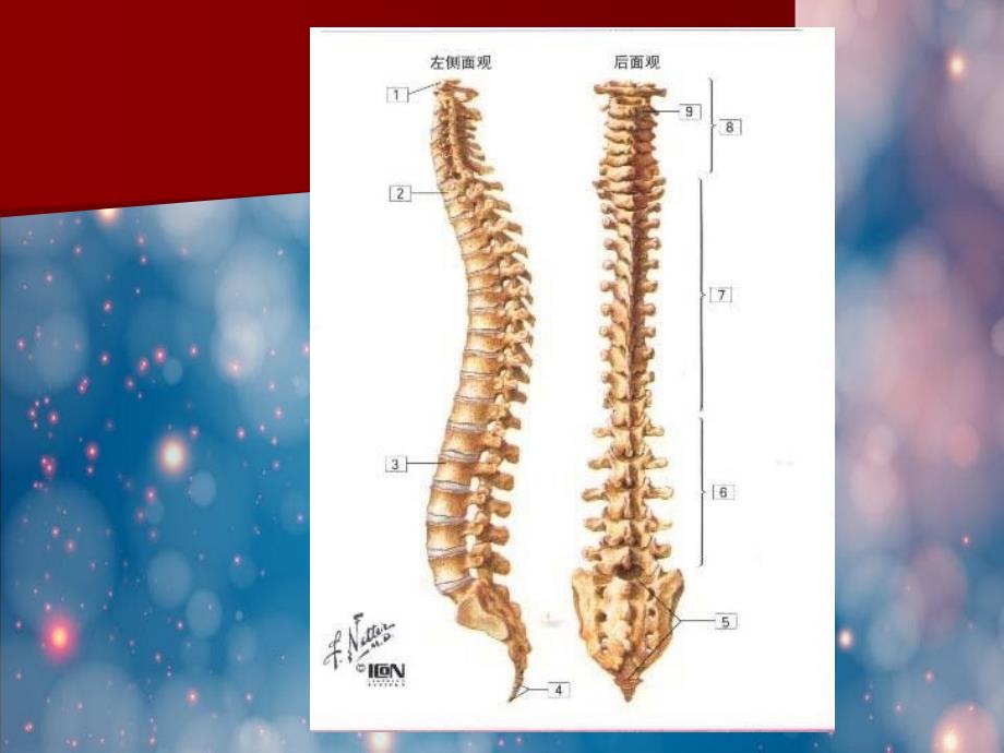 脊柱应用解剖课件_第3页