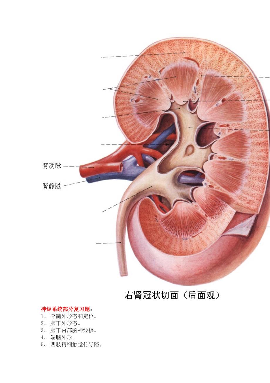 系统解剖学复习题(全)(1).doc_第4页