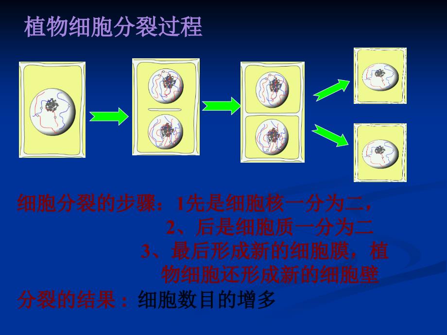 第三节细胞通过分裂产生新细胞000001_第4页