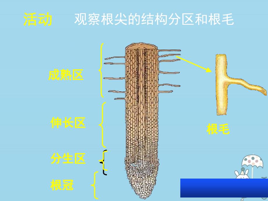 八年级生物上册 第三单元 第二章 第二节根对水分的吸收 （新版）冀教版_第4页