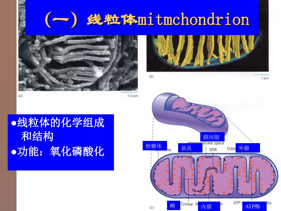 叶绿体和线粒体_第2页