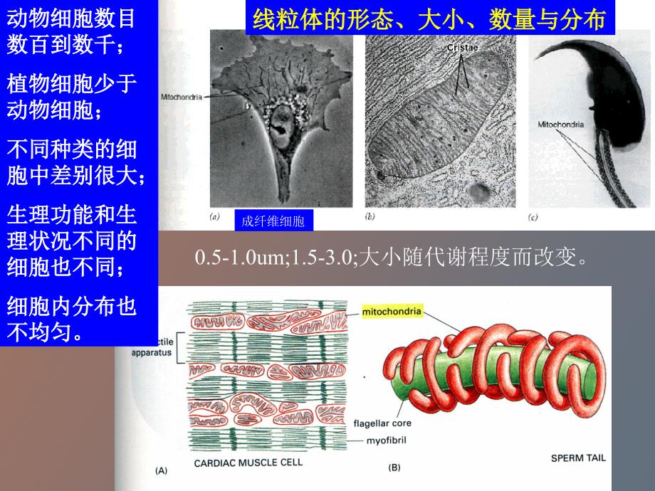 叶绿体和线粒体_第4页