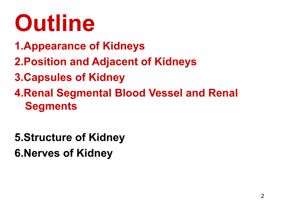 肾脏解剖知识介绍_第2页