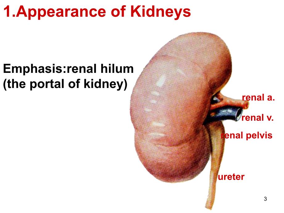 肾脏解剖知识介绍_第3页