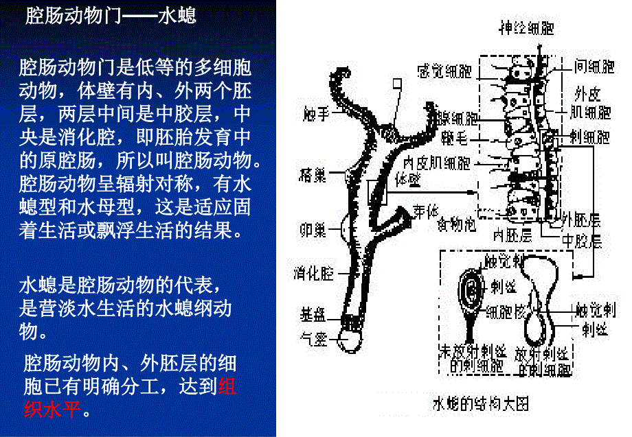 省竞赛辅导动物分类2_第4页