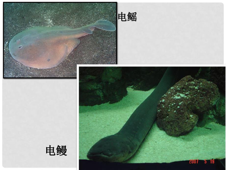 浙江省嘉兴市第三中学高中生物《3.1细胞与能量》课件 浙科版必修1_第3页