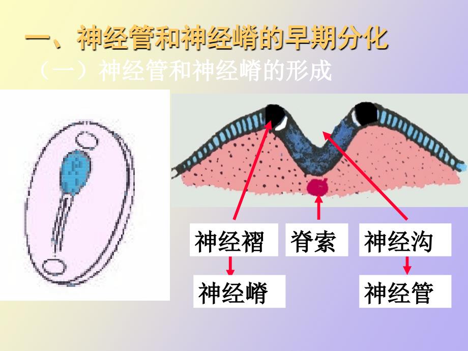 神经系统发生_第3页