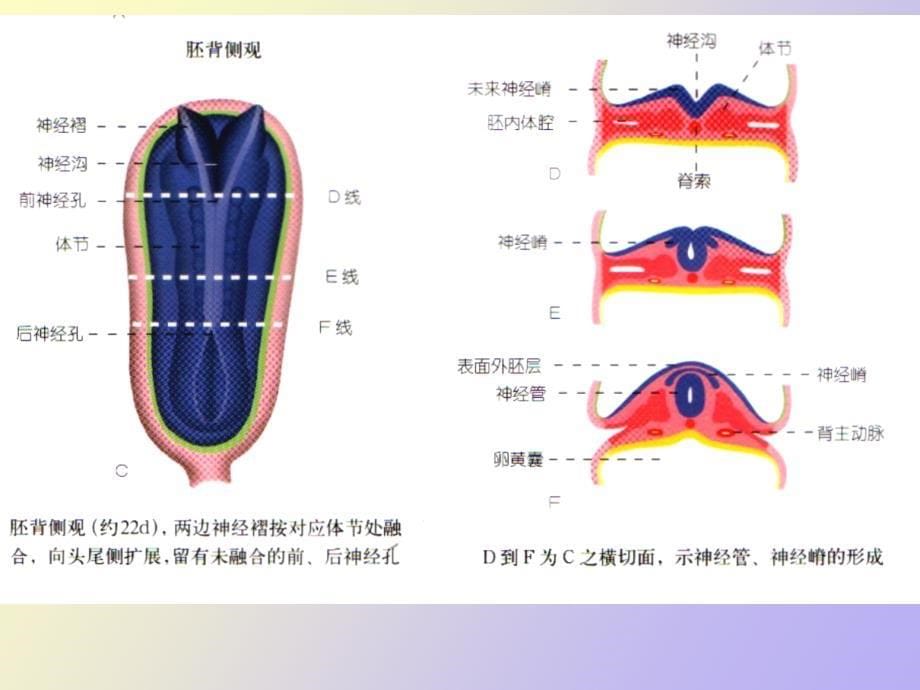 神经系统发生_第5页