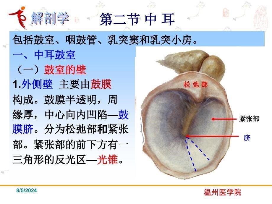 感觉前庭蜗器系统解剖学课件_第5页