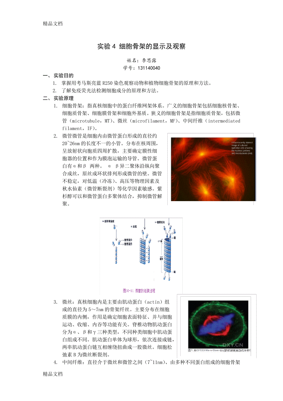 实验4细胞骨架的显示及观察学习资料11913_第1页