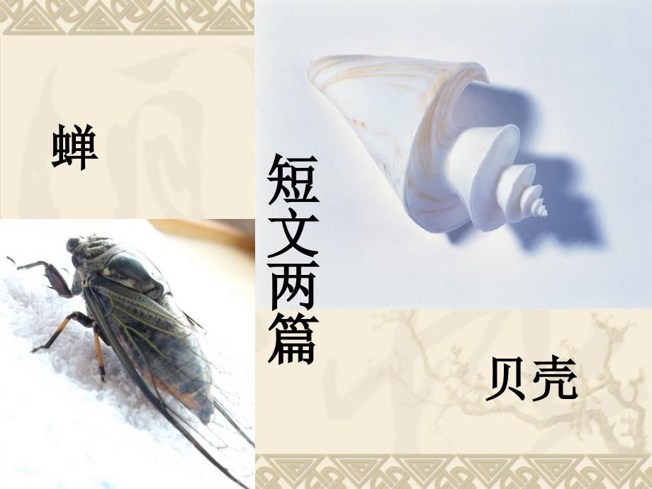 《短文两篇》(蝉_贝壳)_第1页