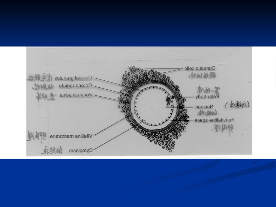 家畜繁殖学课件第5章受精、妊娠与分娩3名师编辑PPT课件_第2页