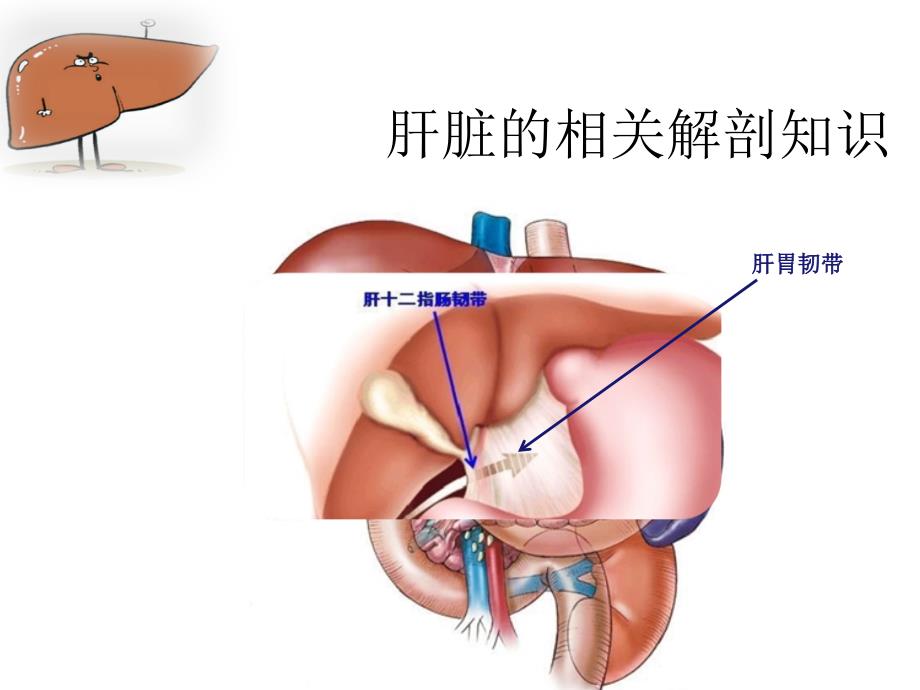 右半肝切除术手术配合_第3页