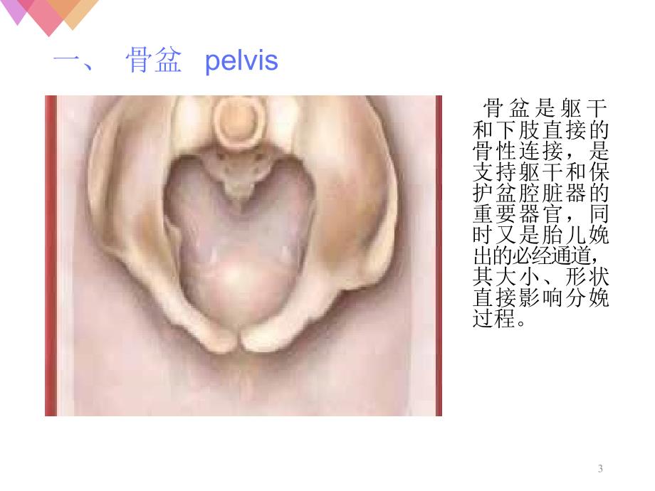 女性生殖系统解剖课堂PPT_第3页