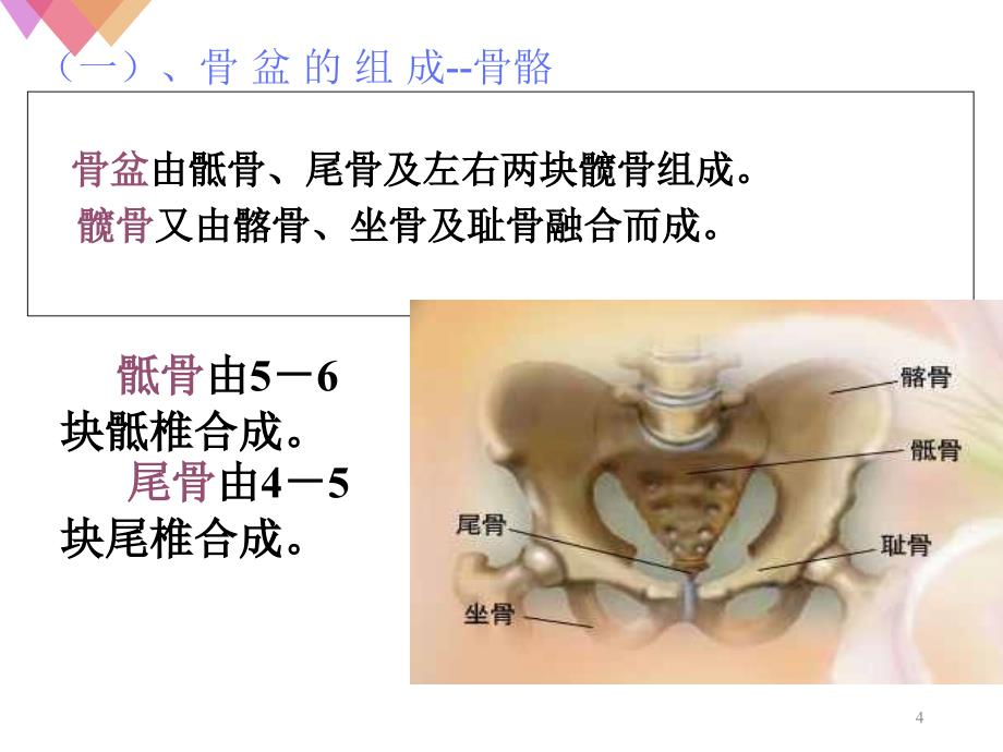 女性生殖系统解剖课堂PPT_第4页