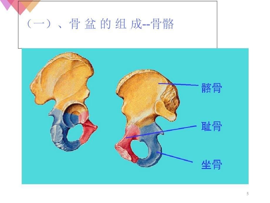 女性生殖系统解剖课堂PPT_第5页