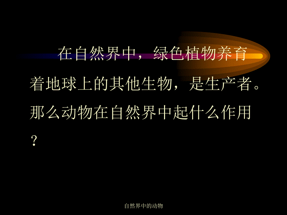 自然界中的动物课件_第3页