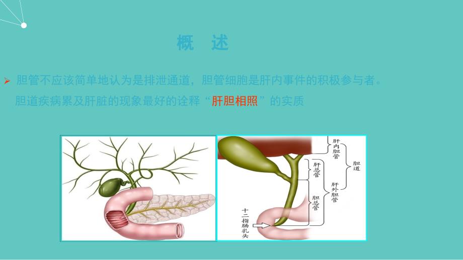 肝门部胆管癌外科治疗进展part1_第3页