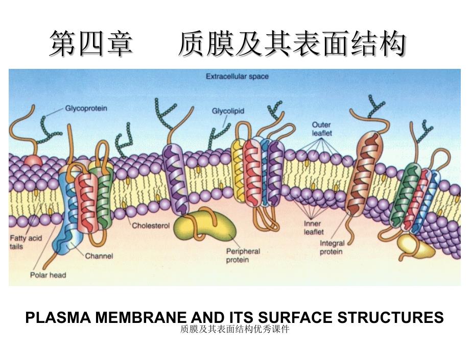 质膜及其表面结构优秀课件_第1页