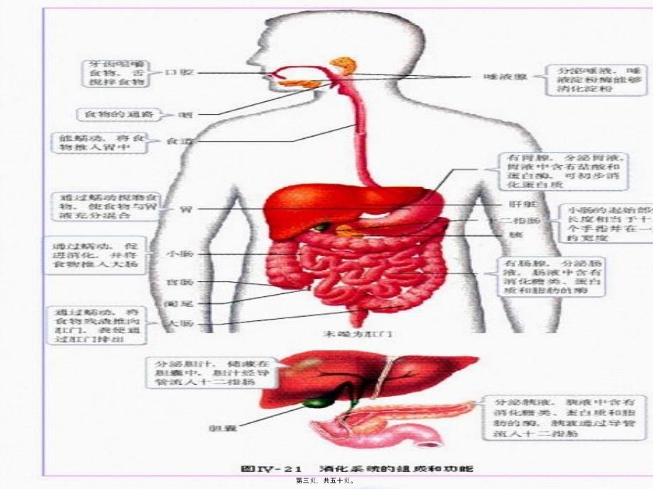 医学专题—人体八大系统ppt22001_第3页