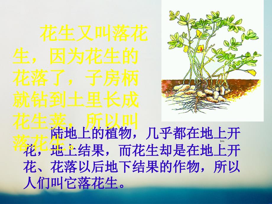 落花生一等奖获奖-完整版教学课件_第3页