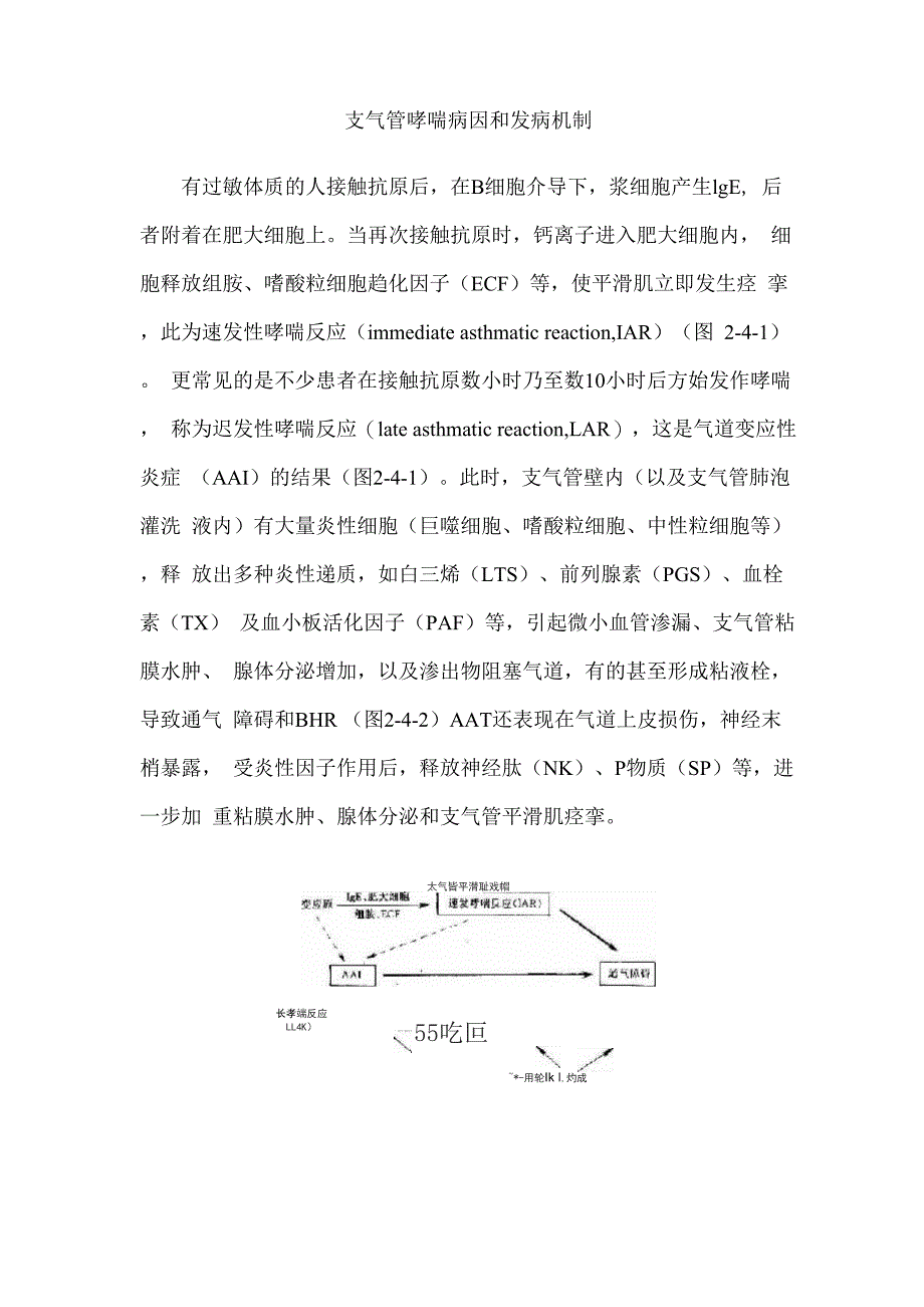 支气管哮喘病因和发病机制_第1页