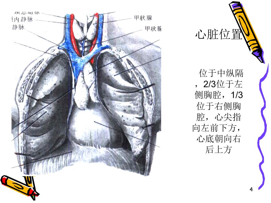 心脏超声诊断PPT优秀课件_第4页