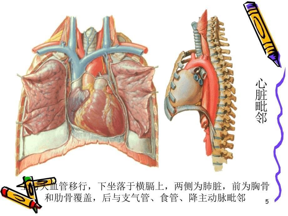 心脏超声诊断PPT优秀课件_第5页