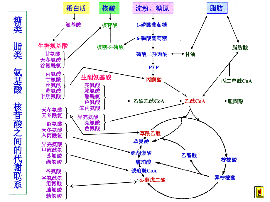 第十二章物质代谢的相互联系和调节控制_第4页