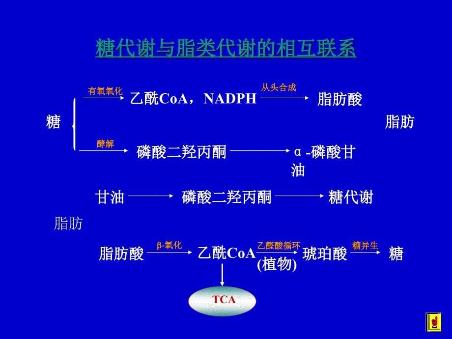 第十二章物质代谢的相互联系和调节控制_第5页