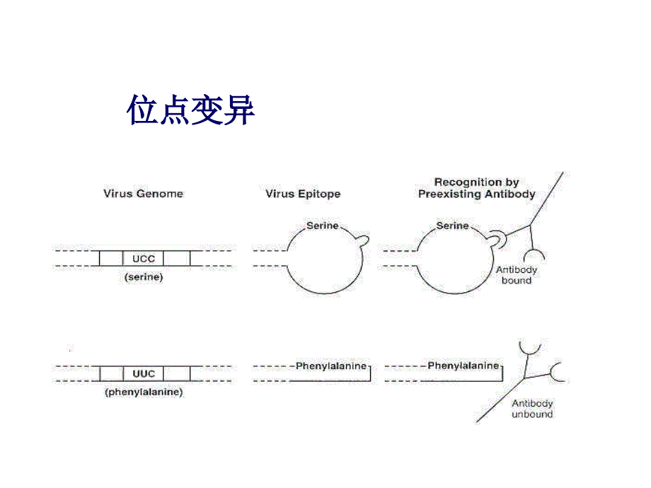 病毒的遗传与进化ch23文档资料_第3页