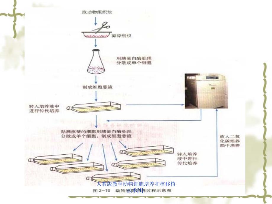 人教版教学动物细胞培养和核移植技术1_第3页