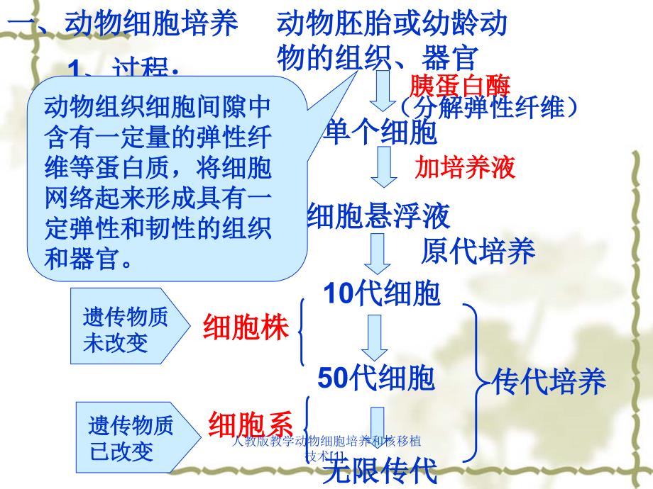 人教版教学动物细胞培养和核移植技术1_第4页