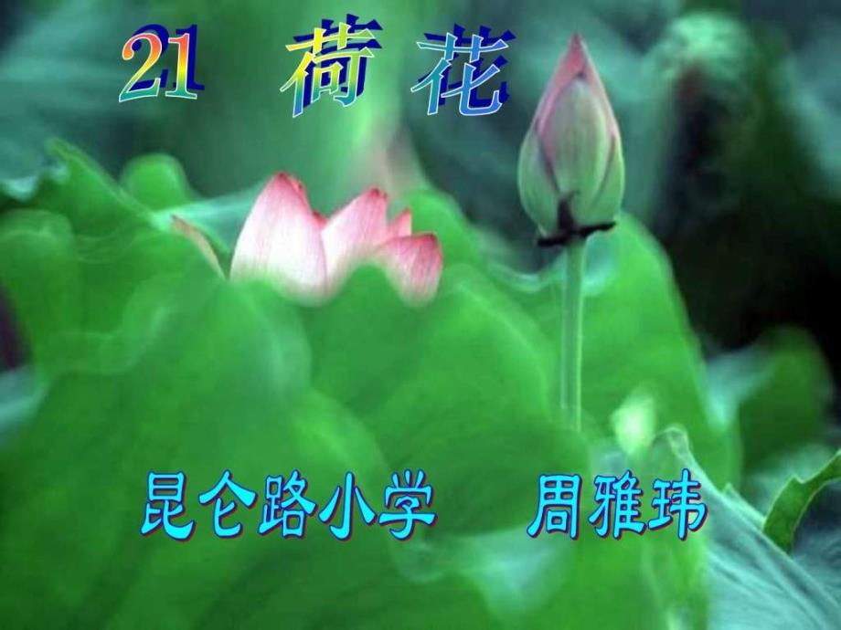 三年级语文荷花1.ppt_第1页