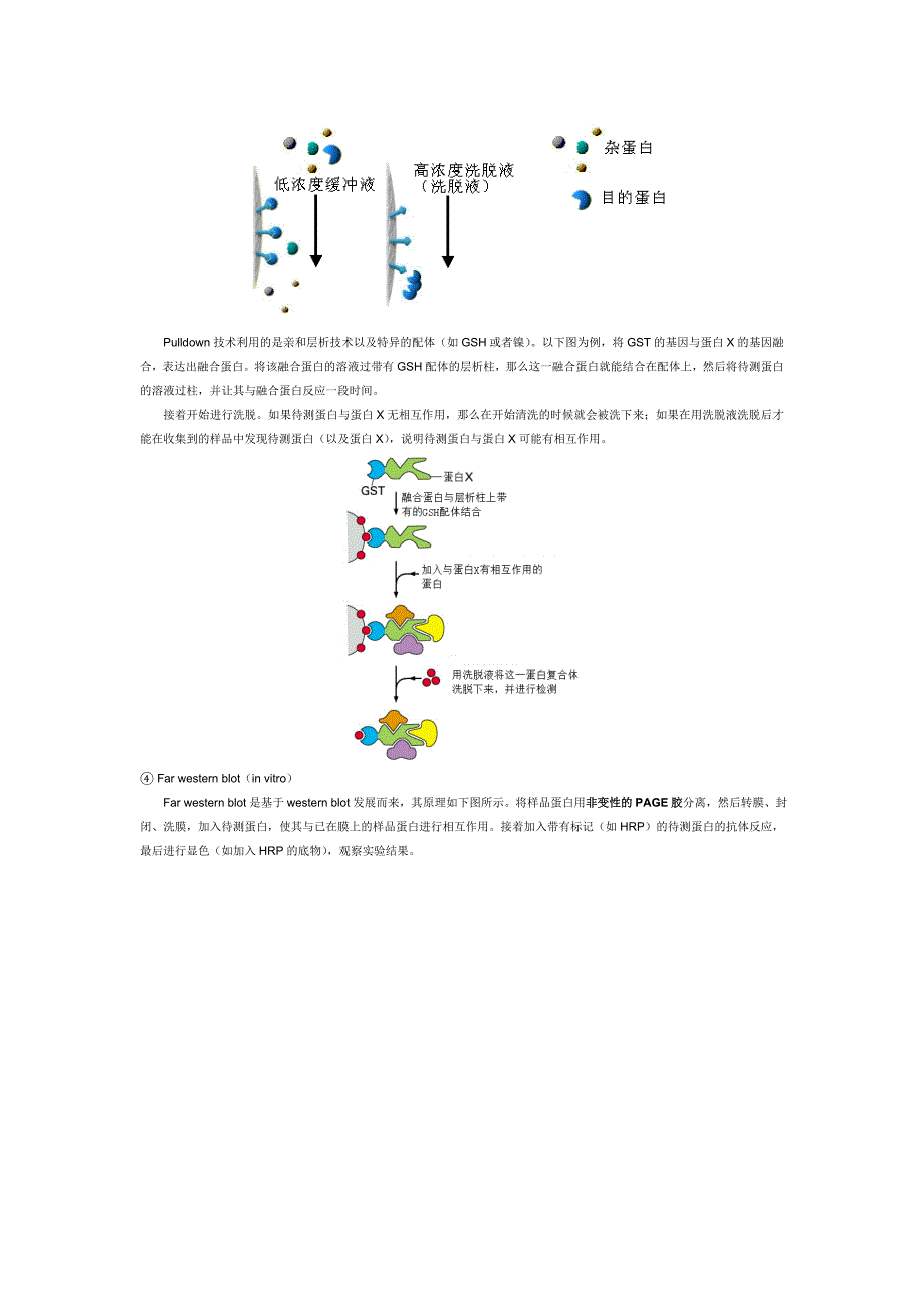 检测蛋白质与蛋白质之间相互作用的实验技术_第3页