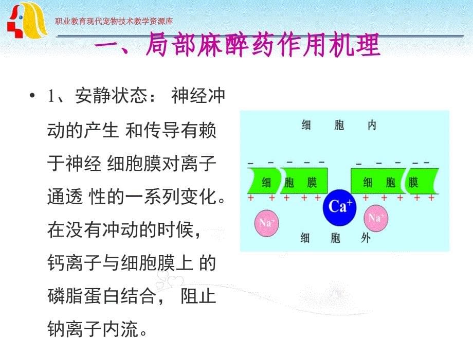 外周神经系统用药wk.课件_第5页