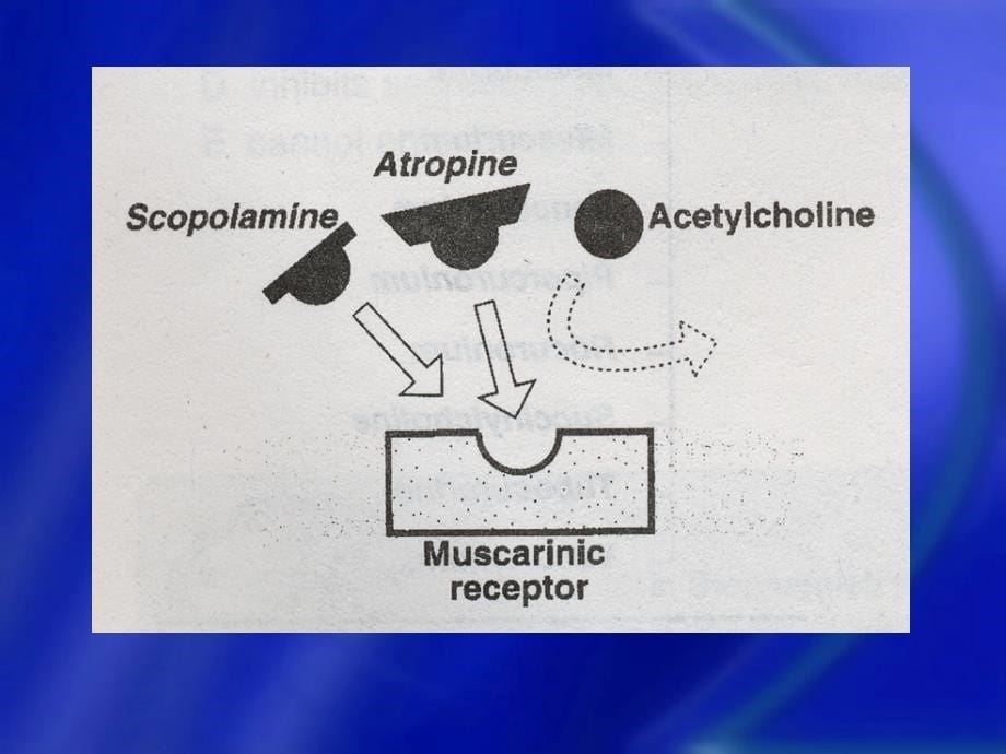 药理学课件：胆碱受体阻断剂(抗胆碱药)_第5页