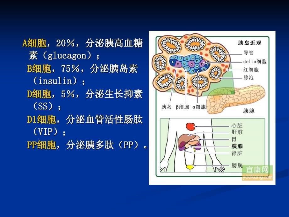 胰岛素口服降糖药_第5页