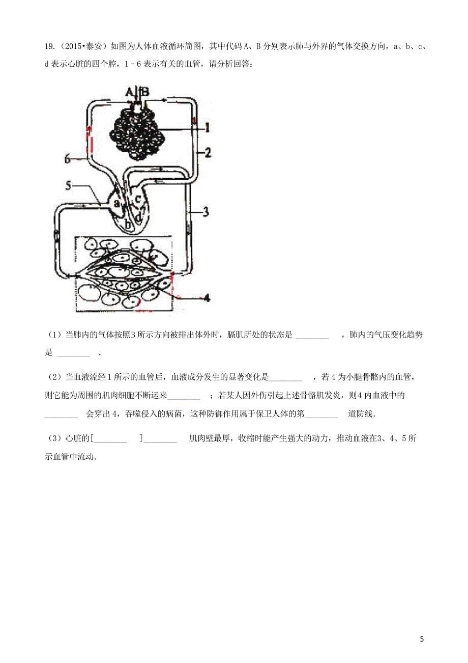 人教版七年级生物下册第四章第三节输送血液的泵_心脏同步测试_第5页