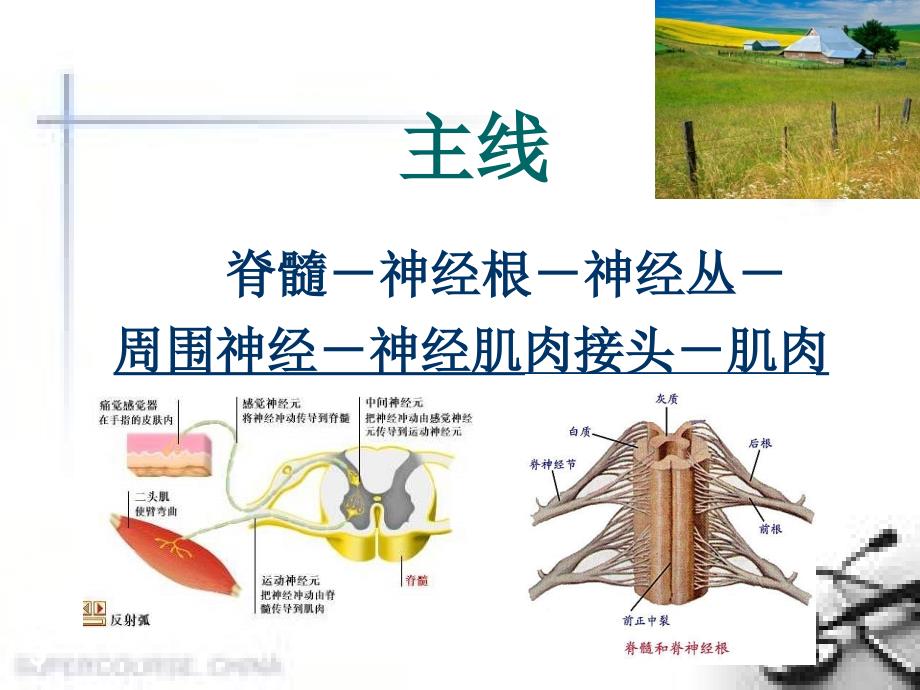 肌电图的诊断和临床应用PPT幻灯片课件_第3页