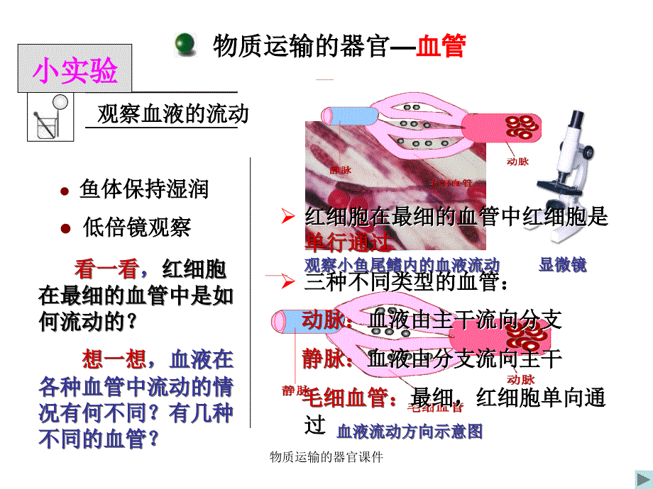 物质运输的器官课件_第3页