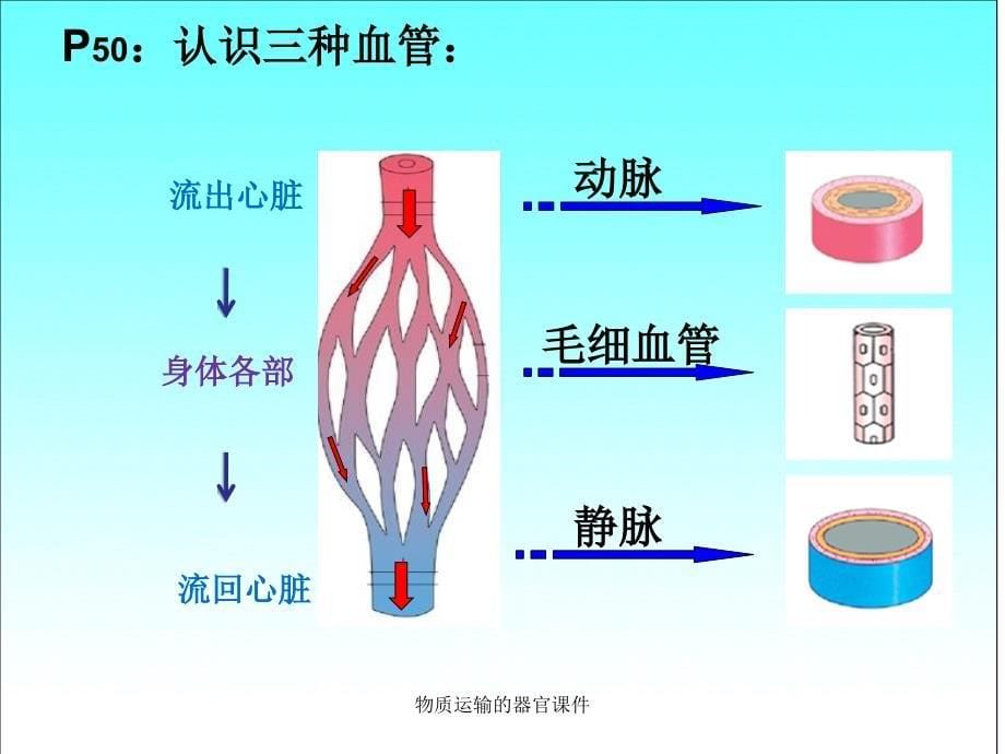 物质运输的器官课件_第5页