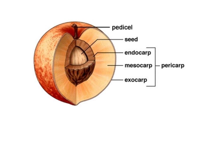 植物学教学课件：Lecture 11 果实_第3页